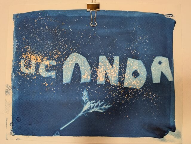 An artwork made with the cyanotype process with the words 'UGANDA' and the impression of a plant in white on a blue background, hung on the wall with a bulldog clip.